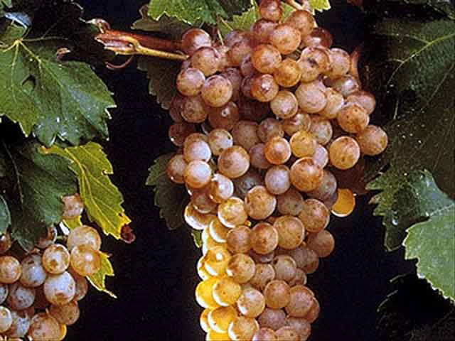Malvasia Day dedicato ai vini delle Eolie