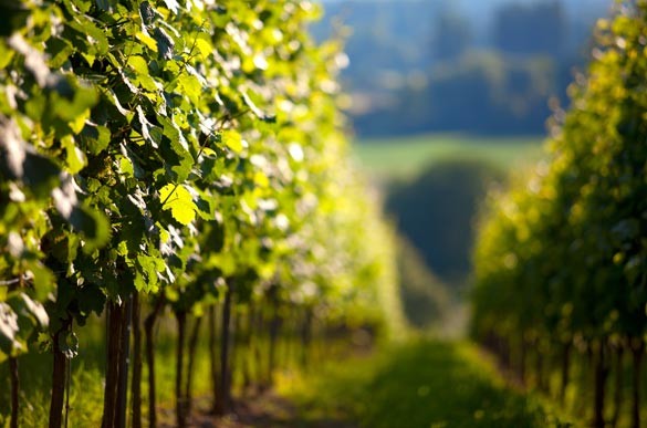 Dalla vendemmia 2014 "avremo il Nizza Docg"