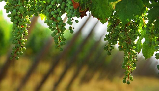 VINIBUONI D'ITALIA 2015: i migliori vini da vitigni autoctoni