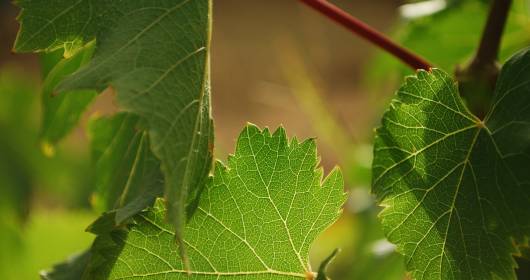 Passitaly 2014: vini dolci del mediterraneo a Pantelleria