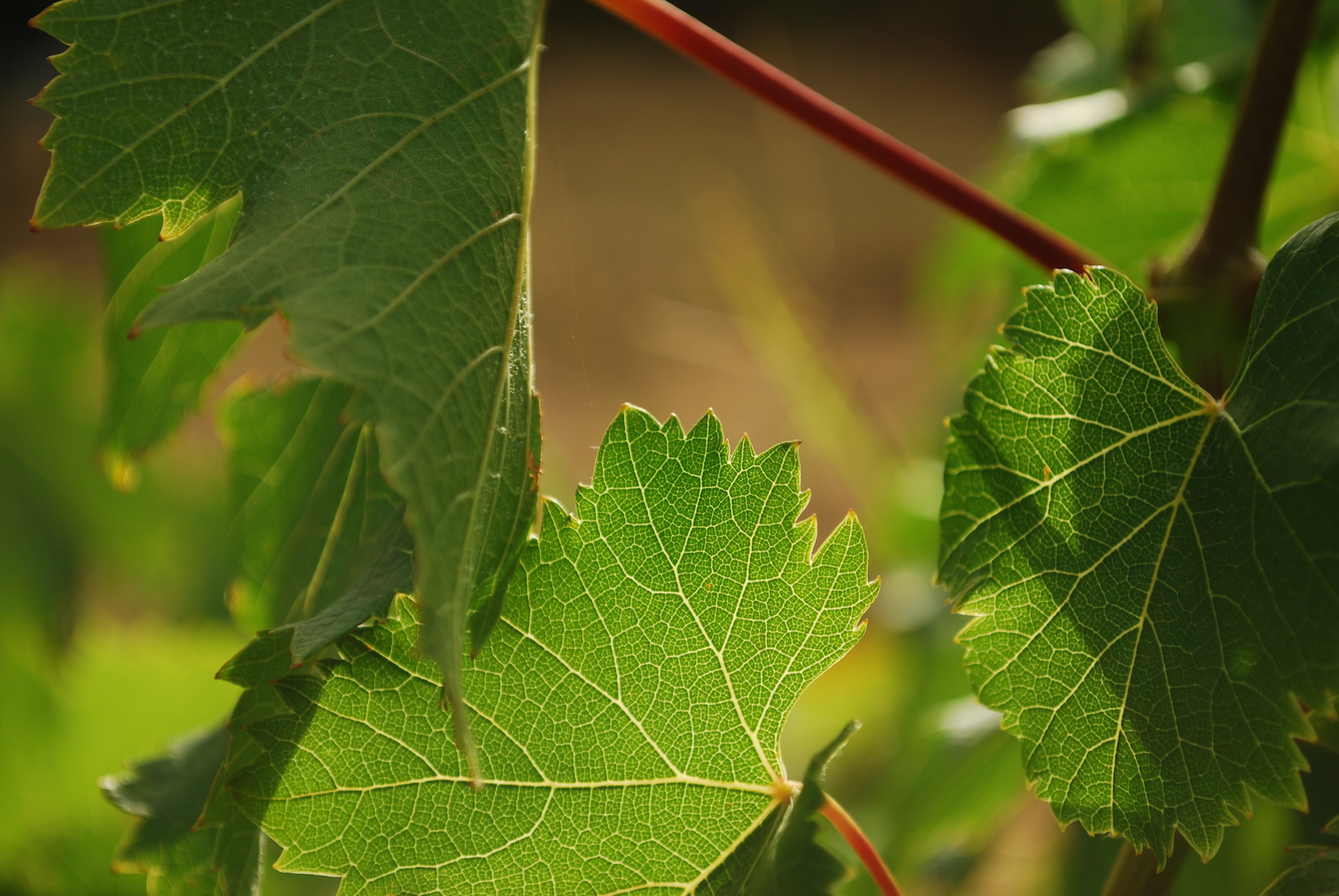 Il Centro Laimburg studia tutto sul Gewurztraminer