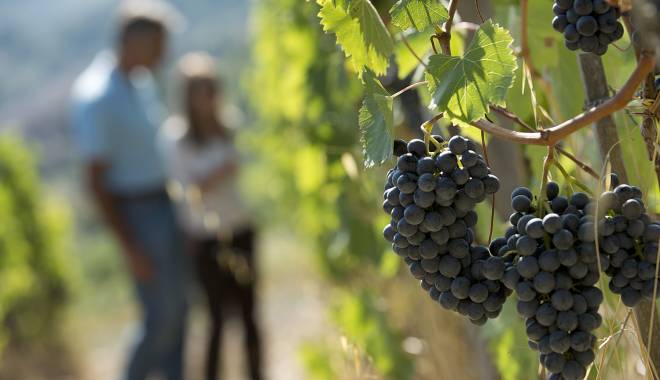 Panzano in Chianti: Vino al Vino assaporare il chianti da viticoltura sostenibile