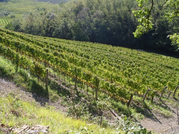 Vendemmia in Emilia Romagna qunait in calo