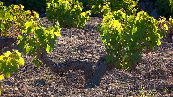 VITE AD ALBERELLO DI PANTELLERIA: il primo si dall'Unesco
