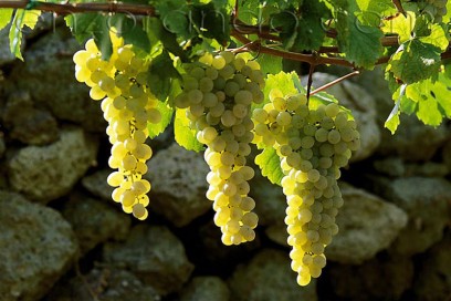 Friuli Colli Orientali, annata ottima da invecchiamento