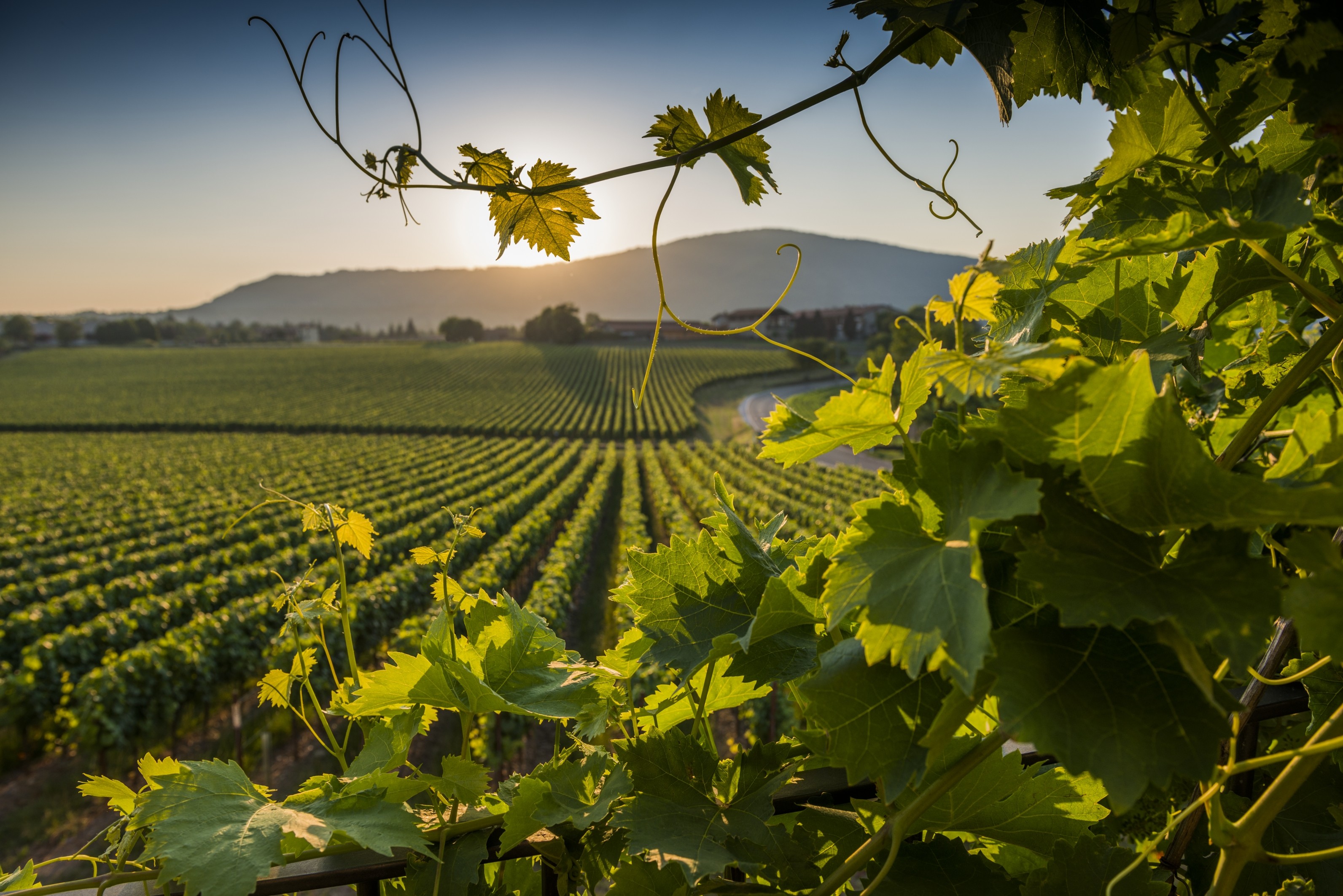 I Vigneti delle Valpolicella valgono sempre di più