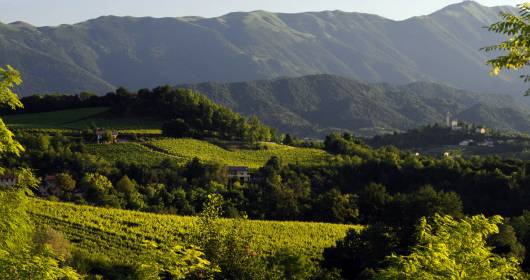 Prosecco Superiore: le colline del Conegliano Valdobbiadene verso il riconoscimento di Patrimonio Unesco