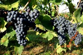 Nobile di Montepulciano: 3 stelle per la vendemmia 2014