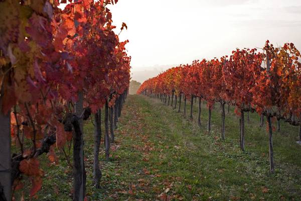  5 stelle per l'annata 2011 del Montefalco Sagrantino Docg