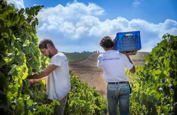 Prio: Donna fugata Punta sui vitigni autoctoni