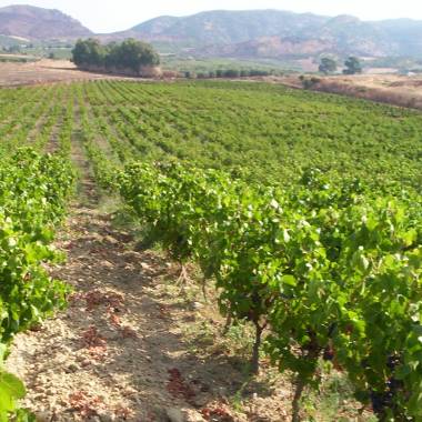 Consorzio di Tutela Vini di Sardegna