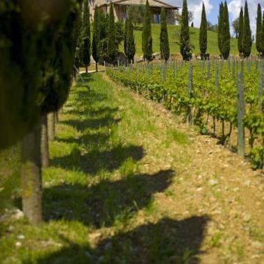 Capua Winery