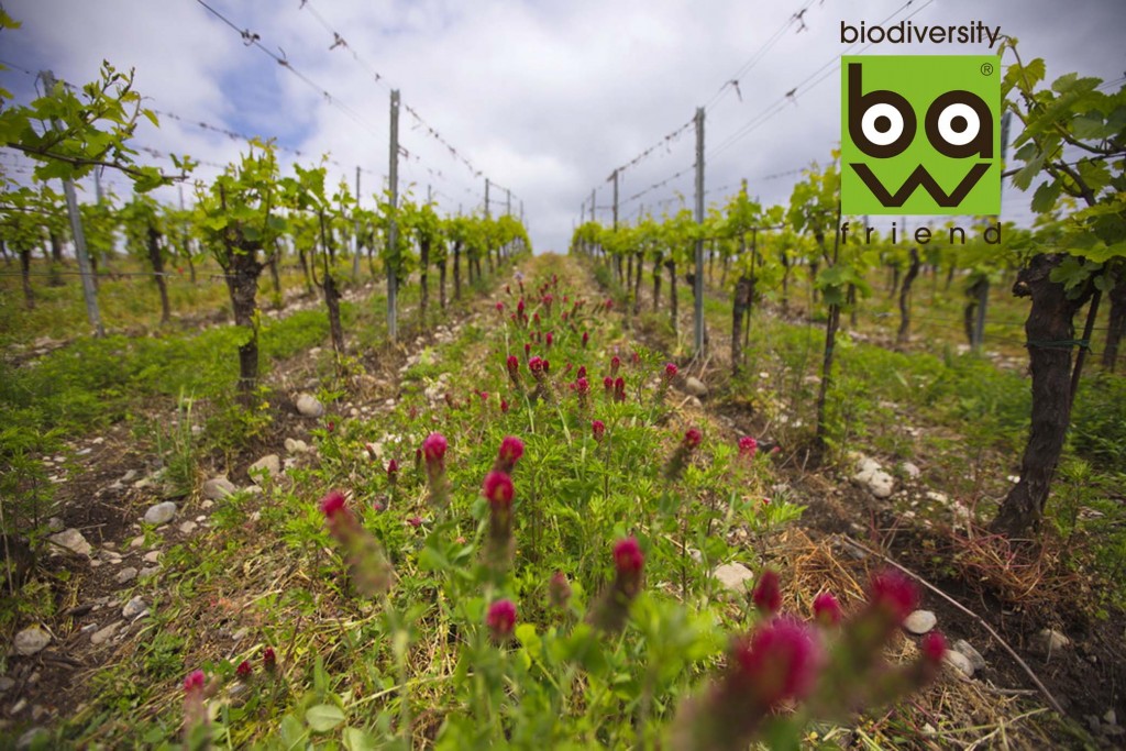 Franciacorta: Barone Pizzini è certificata Biodiversity and Friend