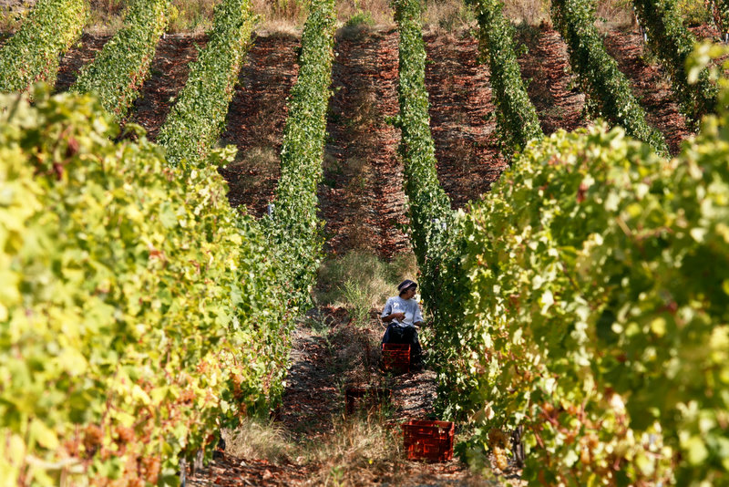  Istituto Grandi Marchi: per il vino sarà ottima annata