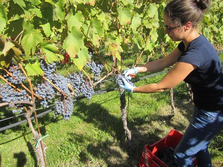 Vino: Individuati i caratteri distintivi del Lagrein