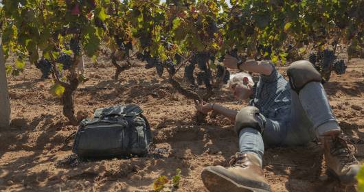 Signori del Vino: tornano le preziose storie dei produttori di vino italiani