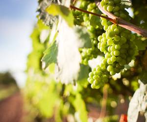 Vino Bianco italiano Trentino-Alto Adige
