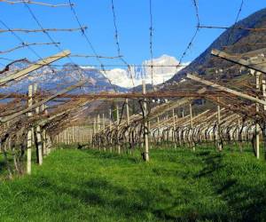 Alla scoperta dei Vini dell'Alto Adige