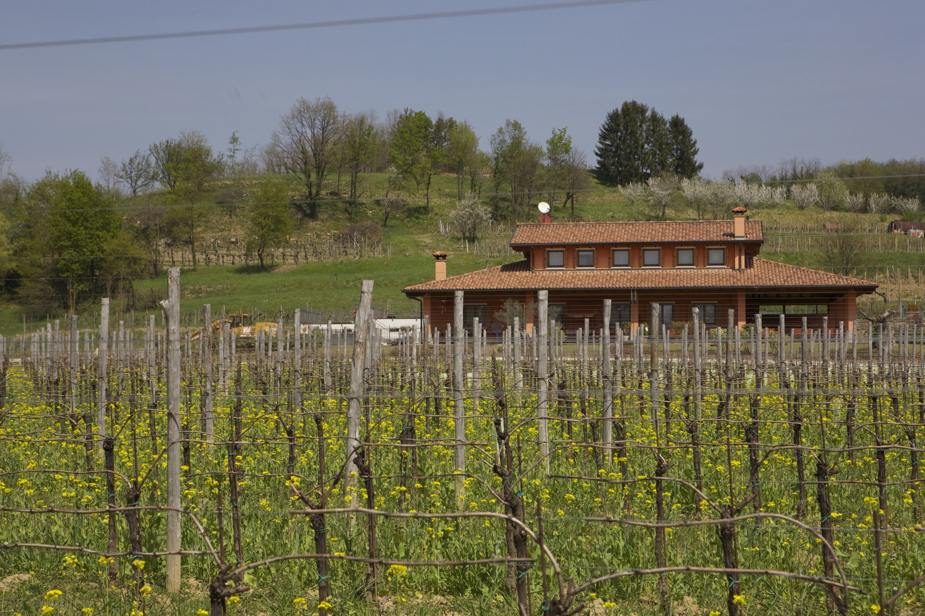 Una nuova interpretazione del  Sauvignon
