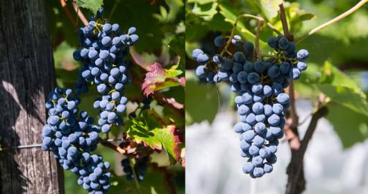 Thomas Niedermayr presenta un nuovo vino rosso da uve resistenti