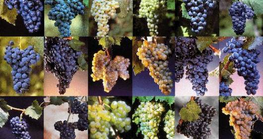 Una selezione di vini, espressione di terroir nascosti e dai sapori nuovi