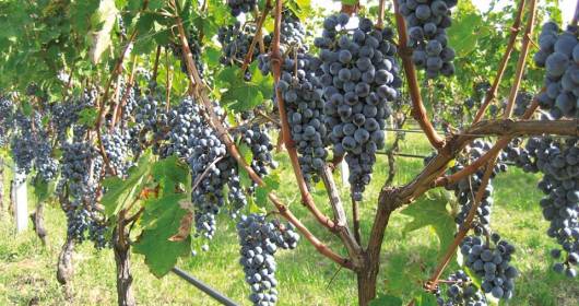 Arcole doc: meno vitigno, più territorio