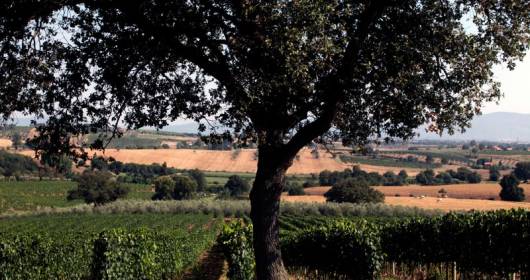 Morellino di Scansano l'unione fa la forza Chianti Maremma Toscana e Montecucco per Buy Wine