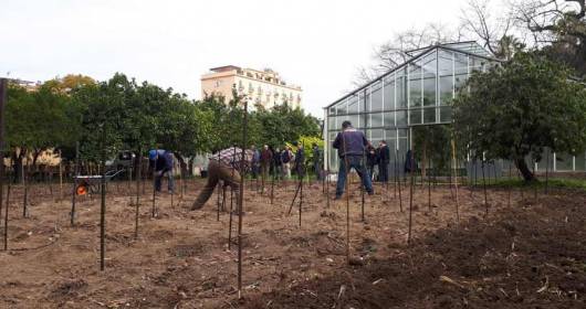 Vigna del Gallo piantate 195 viti per la rinascita del vigneto urbano dell'Orto Botanico di Palermo 