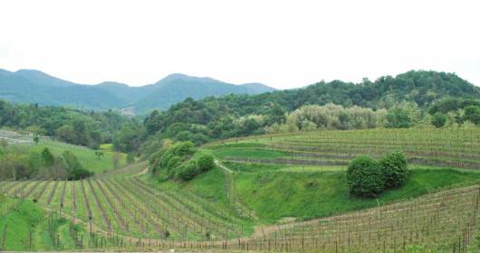 Consorzio Vini Asolo Montello presenta in Regione la richiesta di blocco delle rivendiche