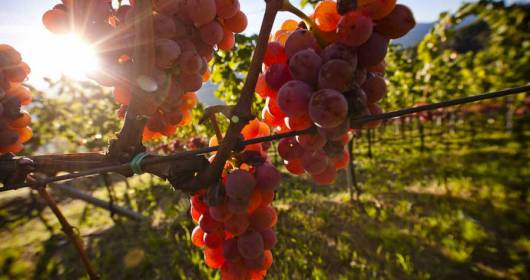 Cantina Tramin un incontro tra i grandi esperti di Gewürztraminer il vitigno più controverso al mondo