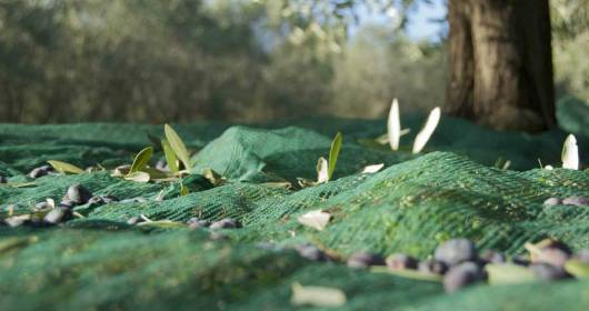 Olio Turri dalle olive l'energia green