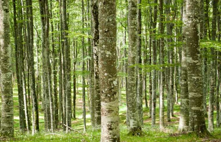 FORESTE MISURARE IL VALORE DELLA BIODIVERSITÀ