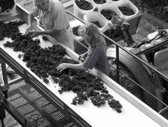 Selezione dei grappoli d'uva nella lavorazione della Fattoria di Montechiari