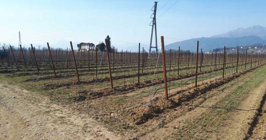 Nei Colli Orientali giovane Società Agricola viticola a Tarcento FVG