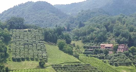 Tenuta vitivinicola e olearia a Vittorio Veneto