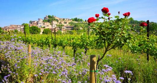 Tendenza estate 2021: vacanze in campagna_Raffinata ospitalità fra le vigne della Franciacorta, al Wine Resort Corte Lantieri di Capriolo