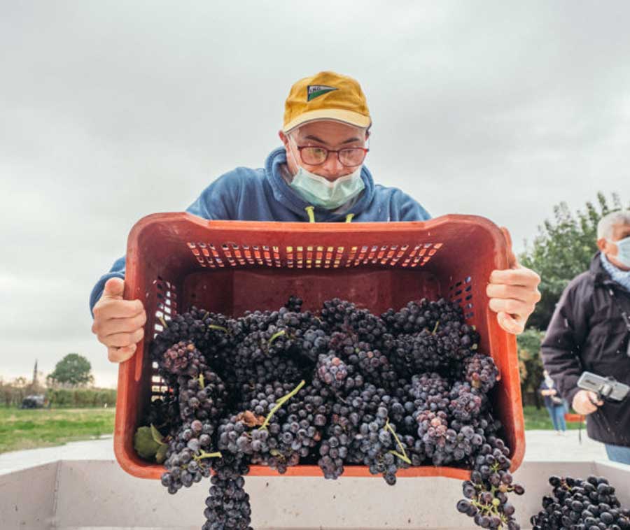 17ᵃ Vendemmia del Raboso Piave con i ragazzi dell'AIPD