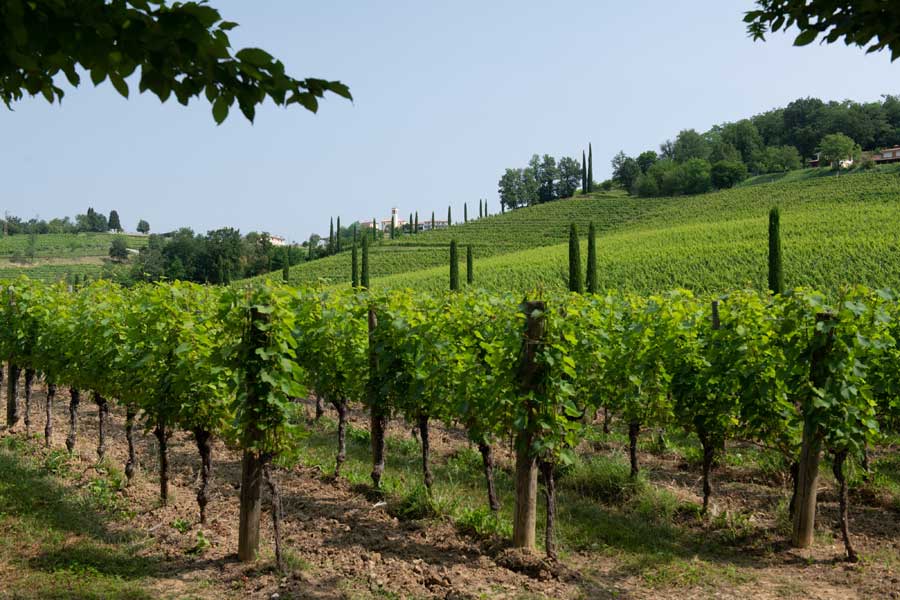 CONSORZIO DI TUTELA VINI COLLIO SI RICONFERMA IN CRESCITA E CHIUDE L'ANNO CON UN +15% DI IMBOTTIGLIATO