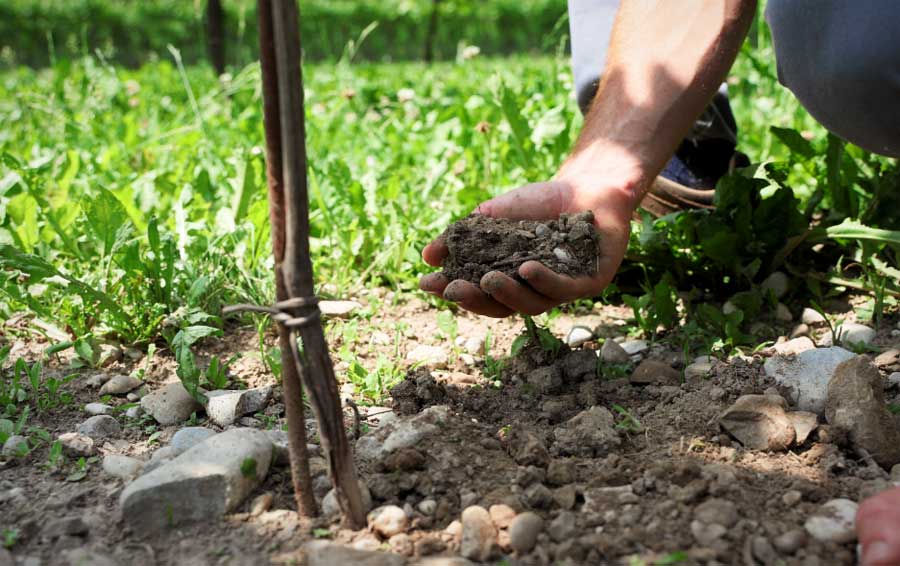 Consorzio di Tutela del Prosecco DOC