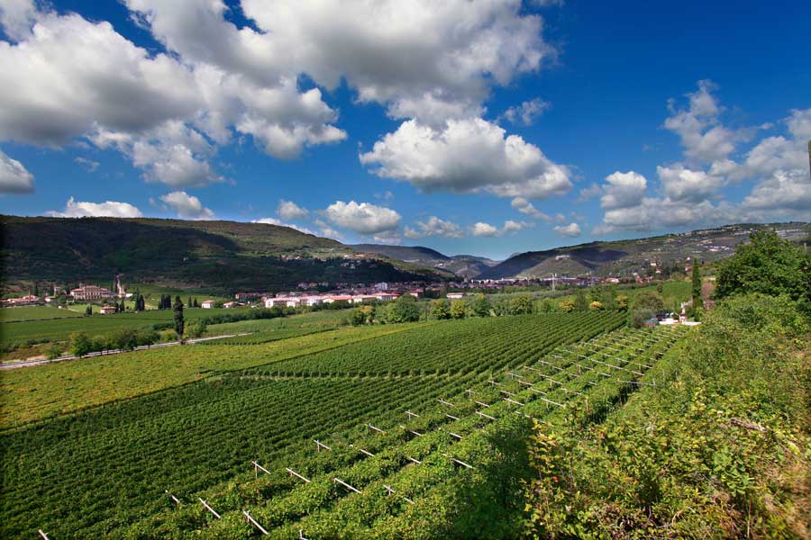 Cantine di Verona sempre più sostenibile: anche Cantina di Custoza nel Progetto Qualità