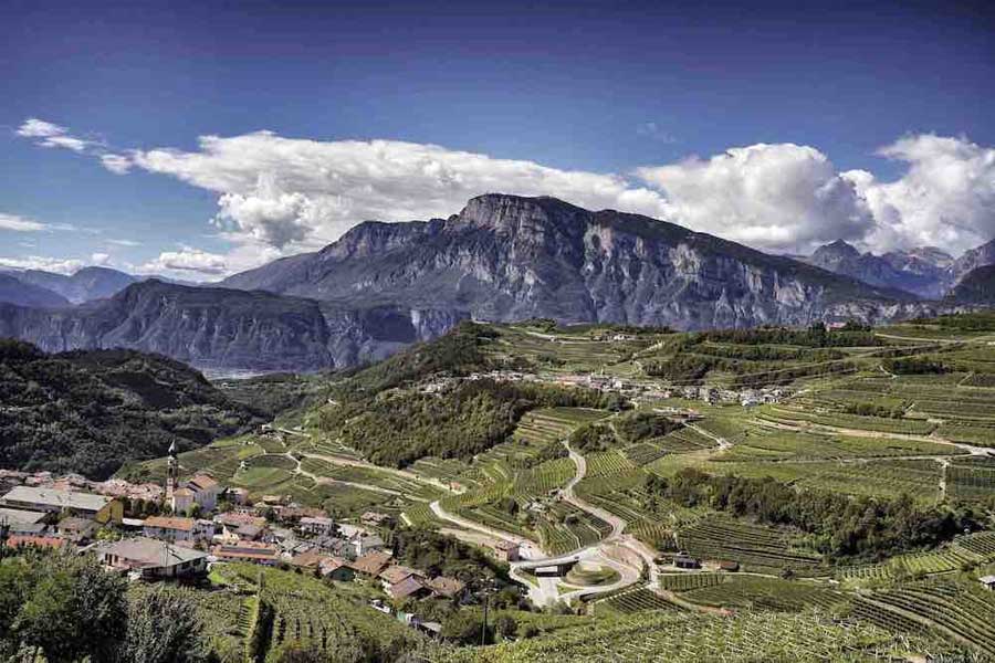 Consorzio Vini del Trentino svela le linee guida del bilancio che verrà presentato il 20 giugno a Trento