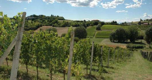 Tenuta agricola vicino Nizza Monferrato con cantina, vigneti e hospitality di pregio.