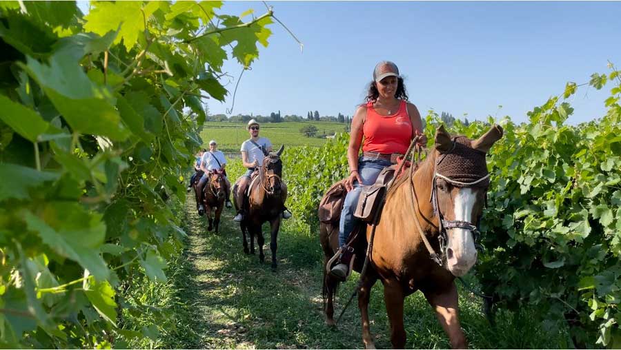 Vivere il vigneto d'estate: l'accoglienza open air a Monte del Frà