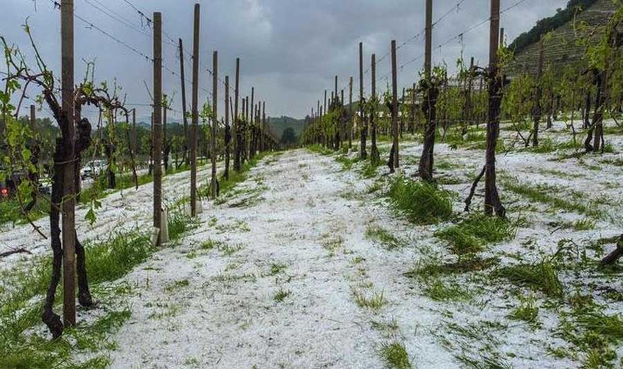 Consorzio Asolo Prosecco in merito alla grandinata della notte tra il 24 e il 25 maggio