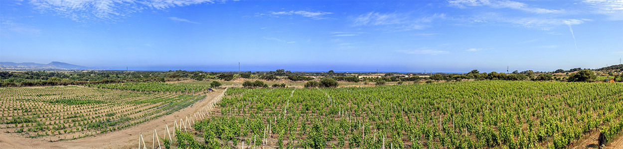 Cantina in ampliamento panoramica con vigneti nella Gallura Sarda.