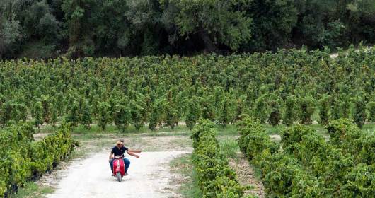 Assovini Sicilia: l’ enoturismo diventa wine experience e valorizzazione del territorio
