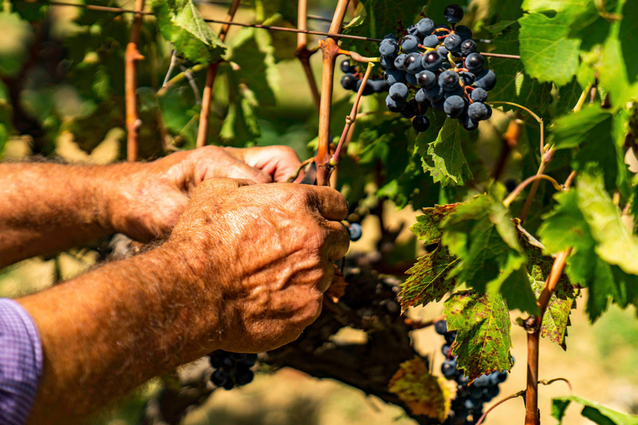  CONSORZIO DI TUTELA VINI DOC SICILIA: AL VIA LA VENDEMMIA 2022