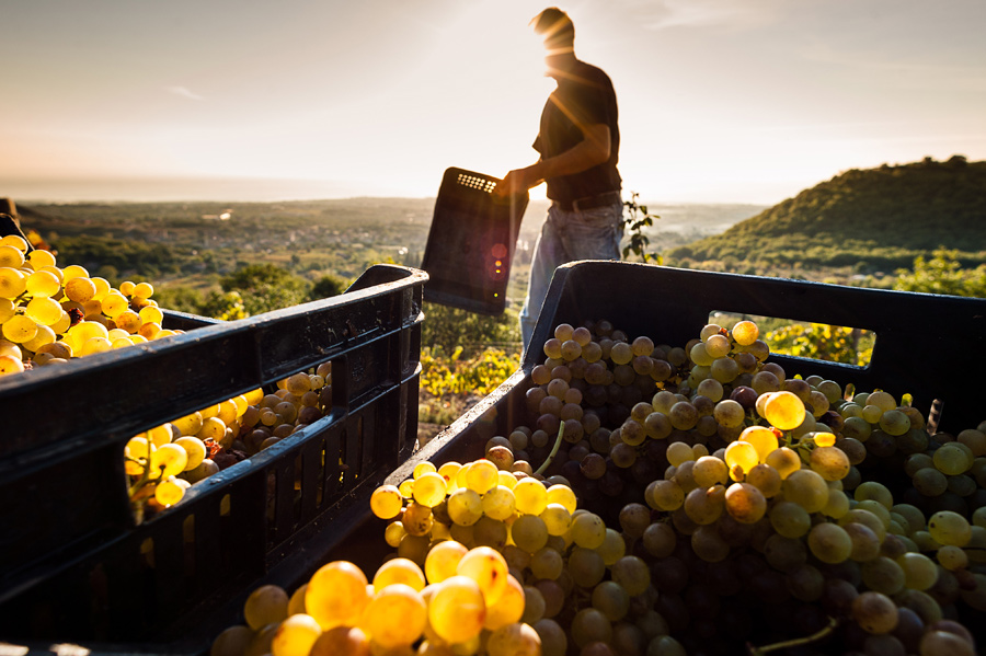 Uve sane e di qualità: al via la vendemmia 2022 in Sicilia