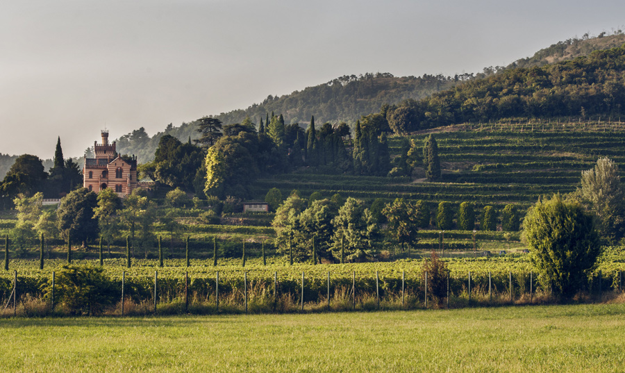 DIECI GIORNI DI ANTICIPO PER LA VENDEMMIA Di Castello Bonomi