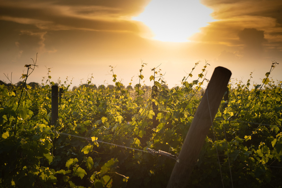 VENDEMMIA 2022: LA CRISI IDRICA NON COMPROMETTERÀ LA PRODUZIONE DEL CONSORZIO COLLIO